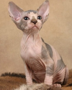 Тони Рубино